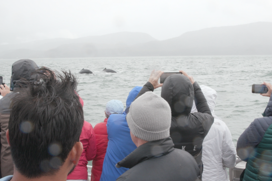 A view of a crowd of people from behind. They are wearing winter gear and holding up cameras to take pictures of whales swimming near the boat.