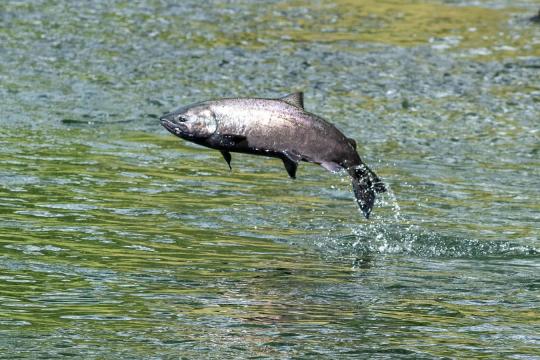 Chinook salmon jumping out of the water