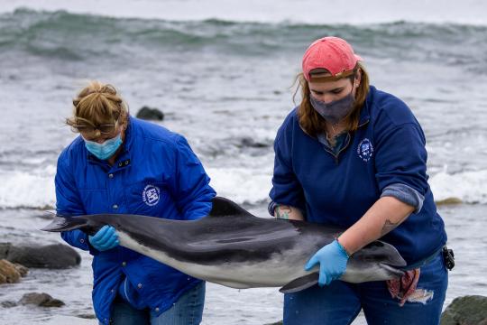 Two stranding responders carry a stranded harbor porpoise away from some rocks