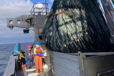 A large trawl net full of fish is being emptied into a metal box on the back deck of a research vessel at sea. In the background are two scientists wearing hard hats, foul weather gear, and life vests on the back deck.