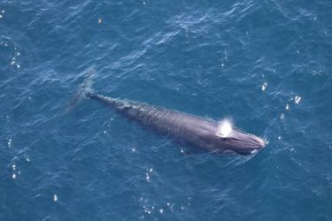 A gray whale with ridges on its rostrum (top of the head between the blowhole and snout_