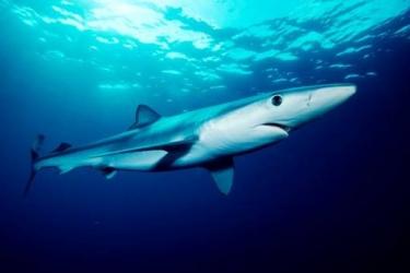 Blue shark as seen from below.  Large eye visible. 