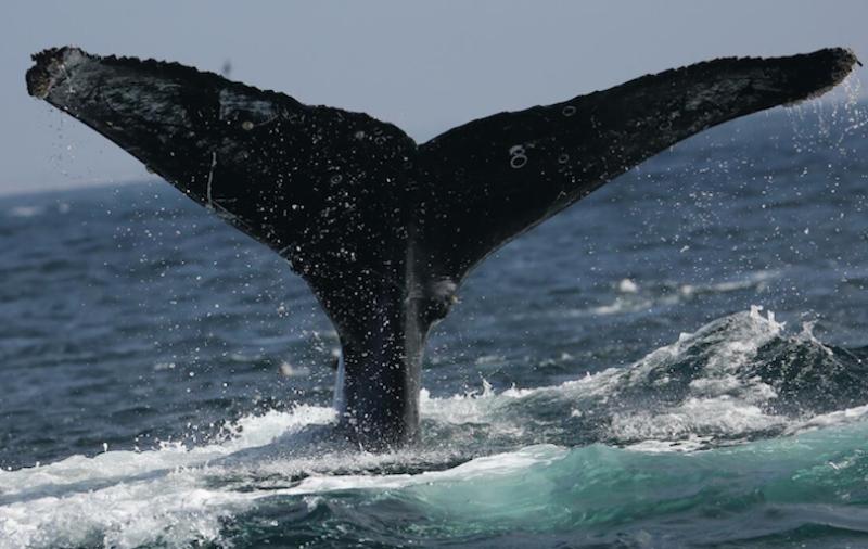 Photo showing tail fluke of humpback whale named "Frosty."