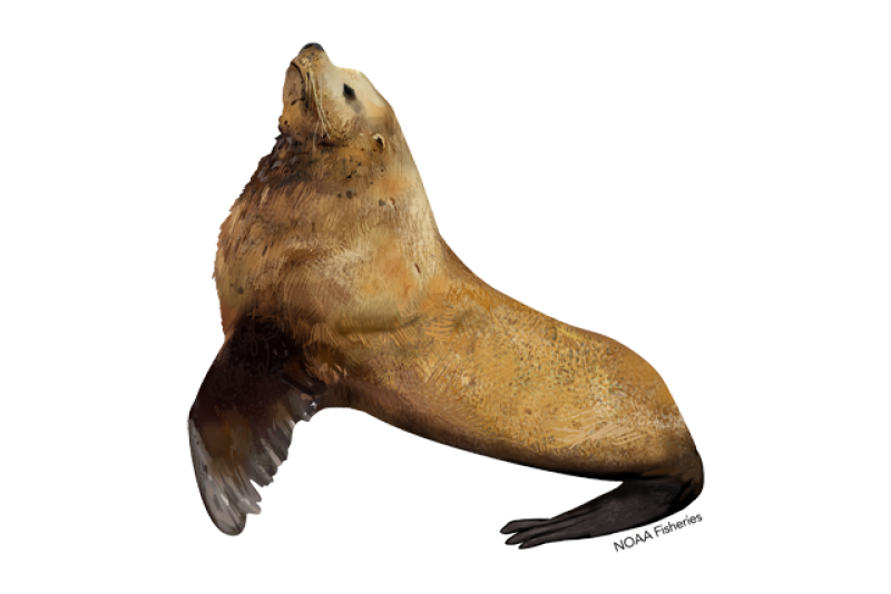 drawing of stellar sea lion